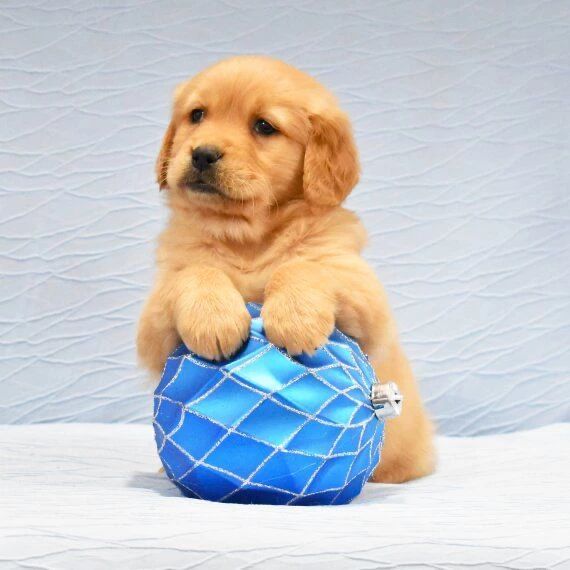 11748ed7 305e 44d9 b0bb 7b4f25426479