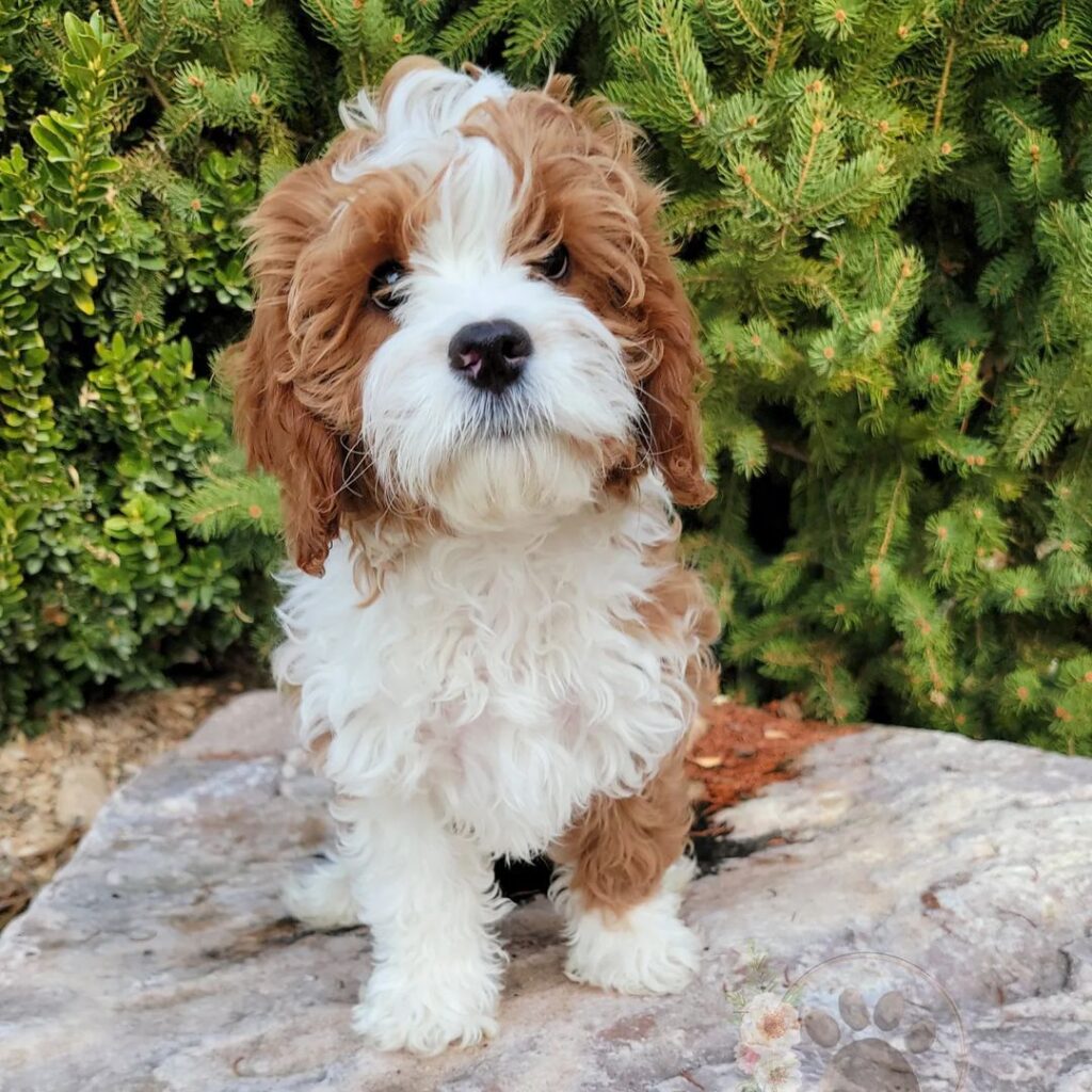 277690359 1648701465497348 307635589898102404 n 277690359 1648701465497348 307635589898102404 n