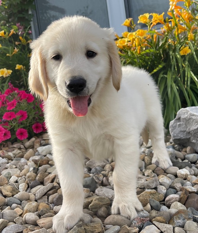 67e15c61 3512 4d09 974a 0551a3633a6a