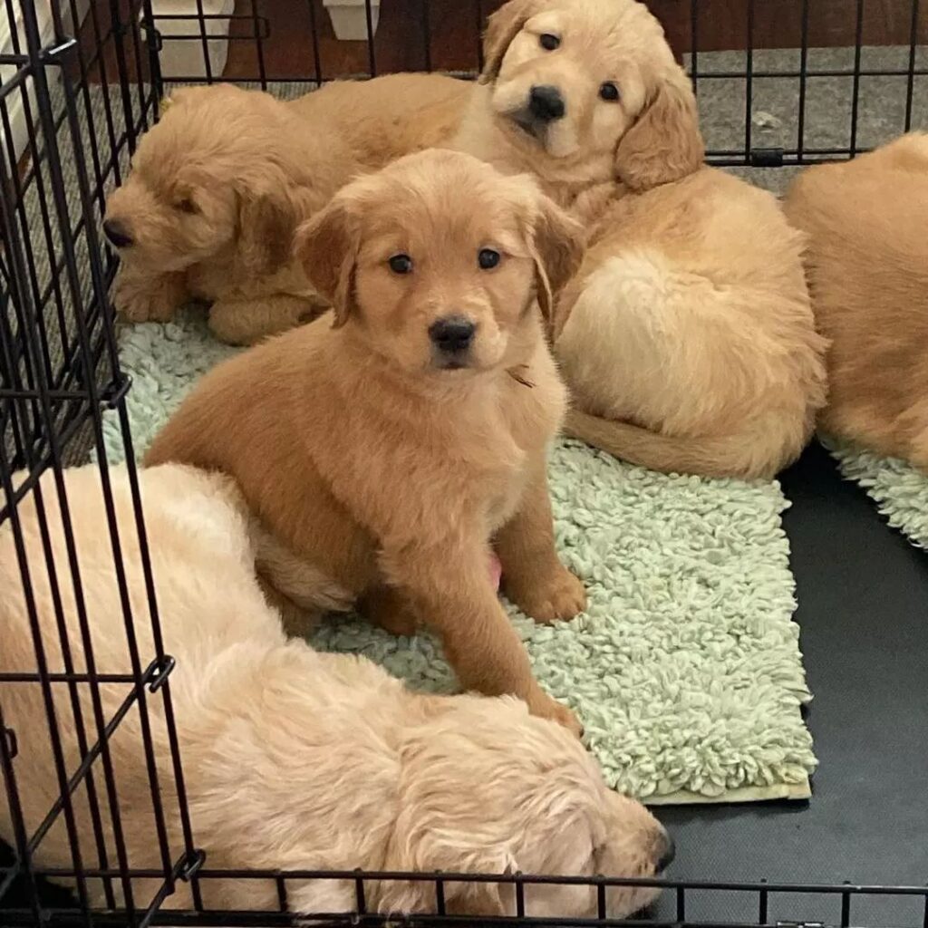 whatsapp image 2022 08 07 at 11.50.54 am whatsapp image 2022 08 07 at 11.50.54 am