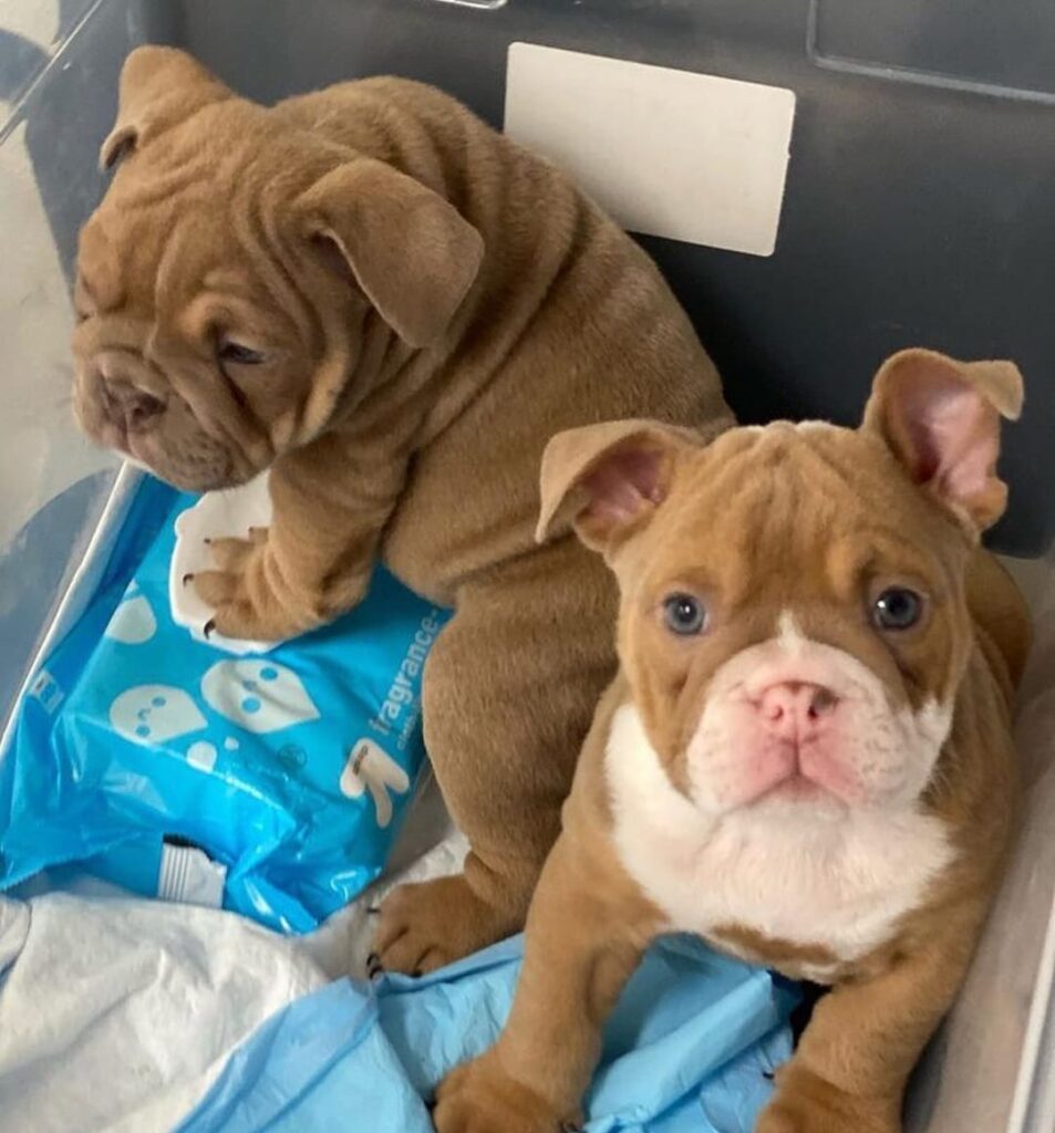 WhatsApp Image 2022-08-07 at 11.57.14 AM WhatsApp Image 2022 08 07 At 11.57.14 AM 953x1024