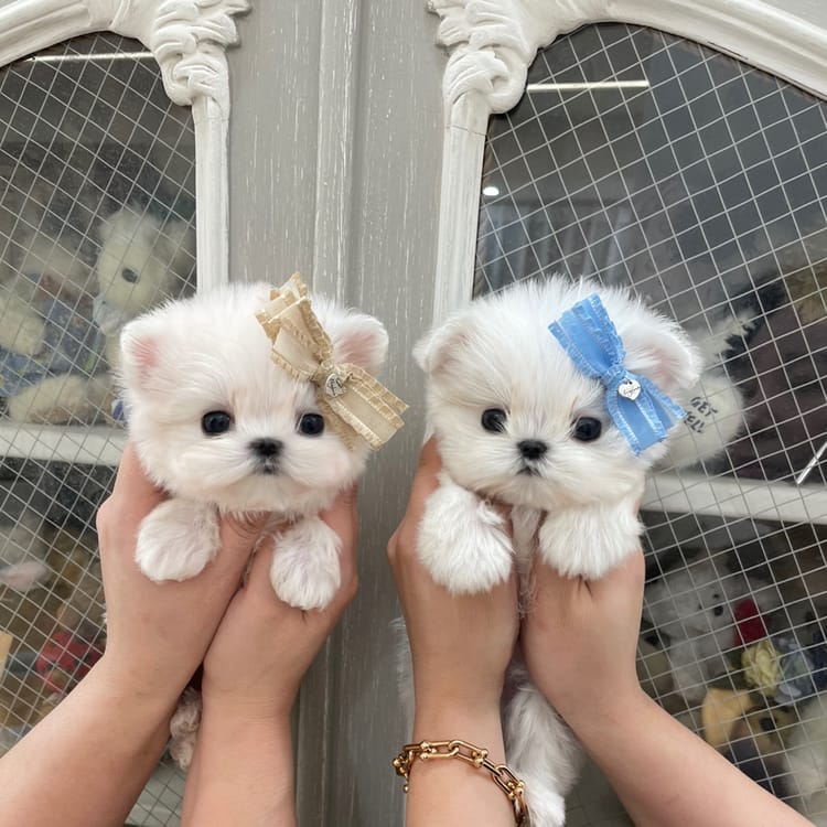 whatsapp image 2023 01 16 at 6.24.33 pm whatsapp image 2023 01 16 at 6.24.33 pm