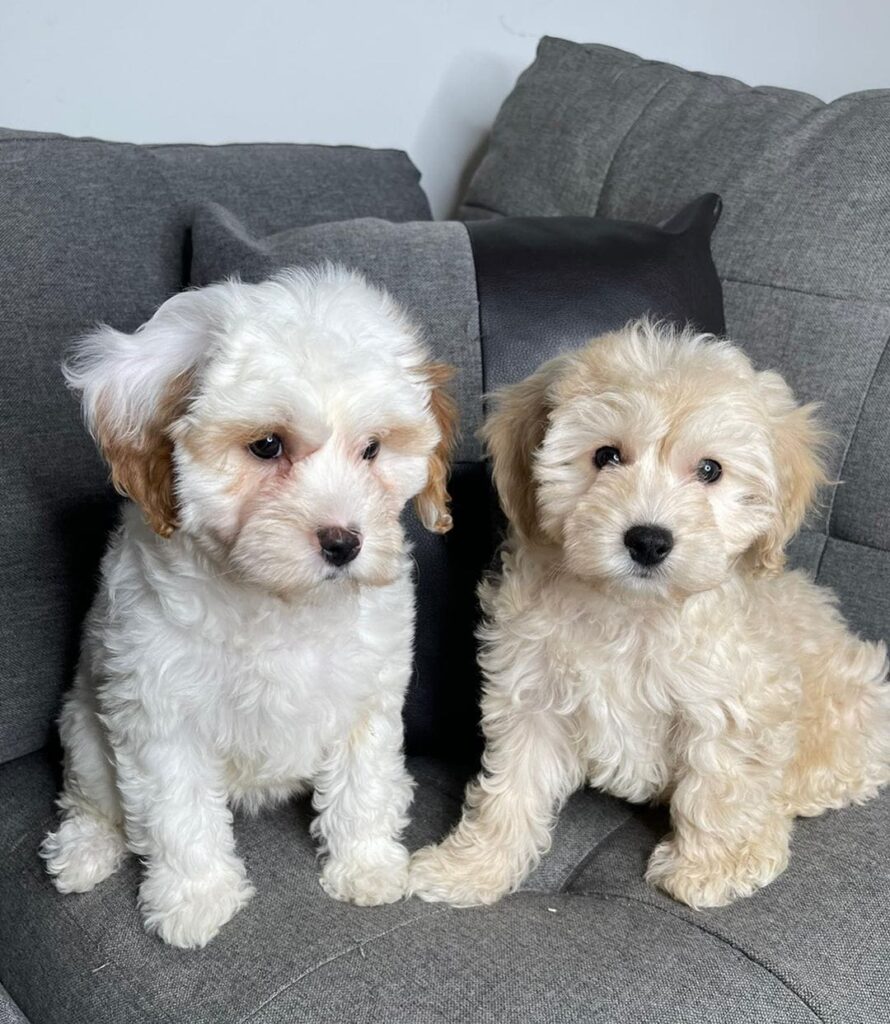 whatsapp image 2023 01 24 at 4.41.43 am (2) whatsapp image 2023 01 24 at 4.41.43 am (2)