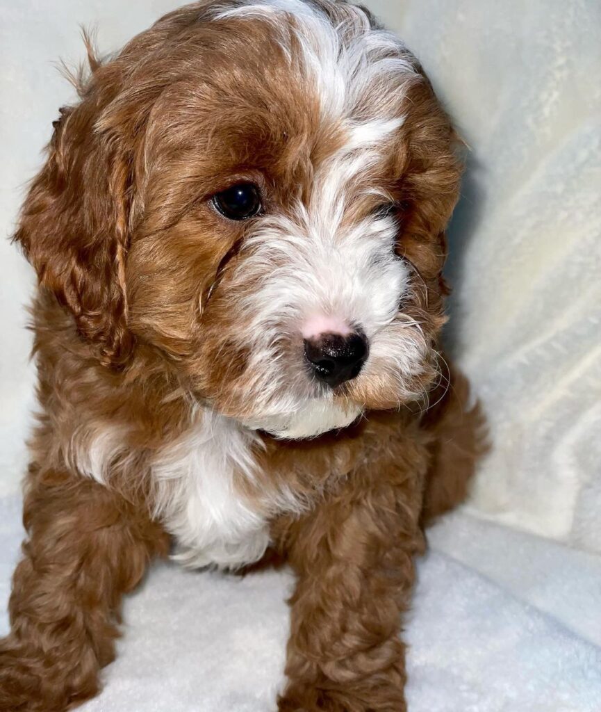 whatsapp image 2023 03 19 at 8.58.23 pm whatsapp image 2023 03 19 at 8.58.23 pm