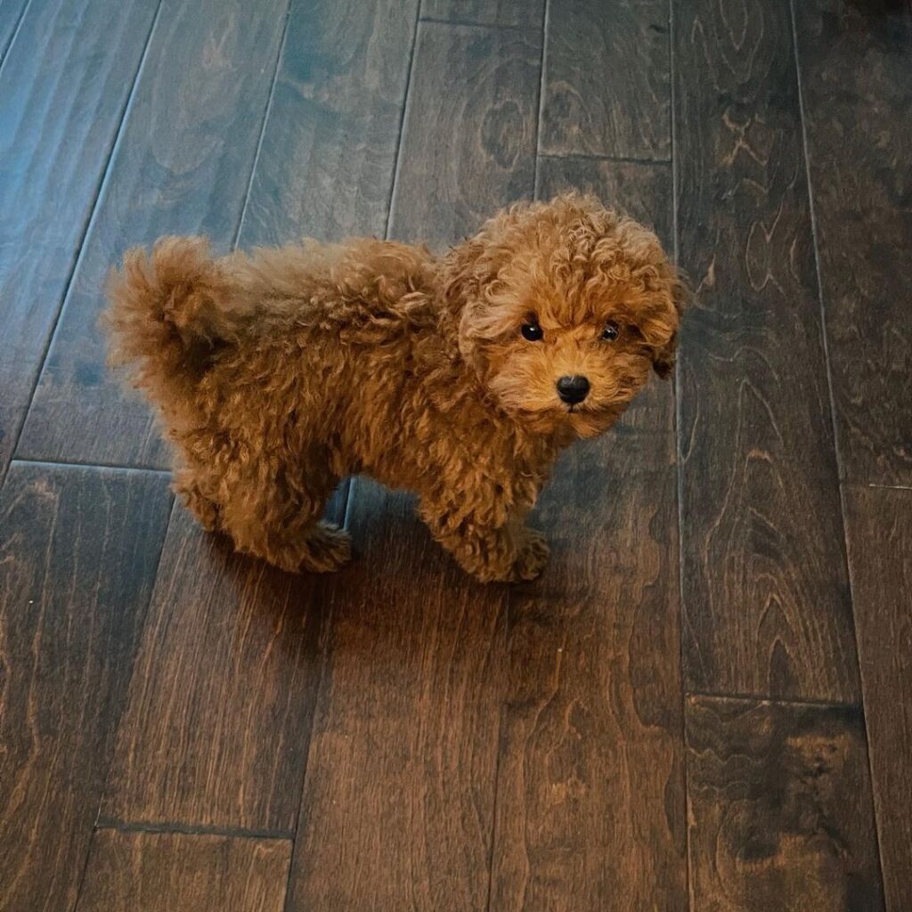 whatsapp image 2023 06 05 at 10.56.26 am