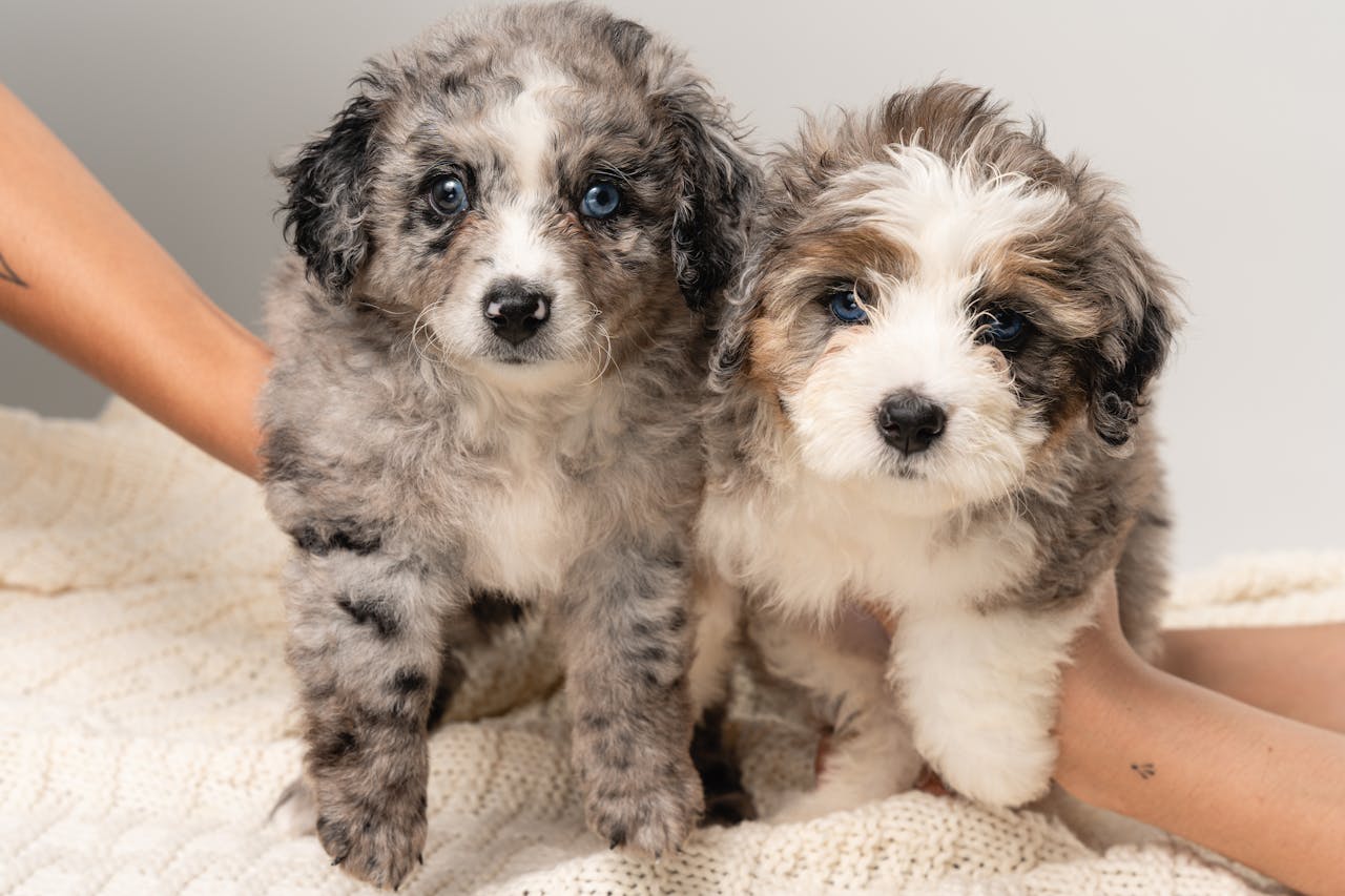 Two fluffy puppies with striking blue eyes, perfect for pet lovers.